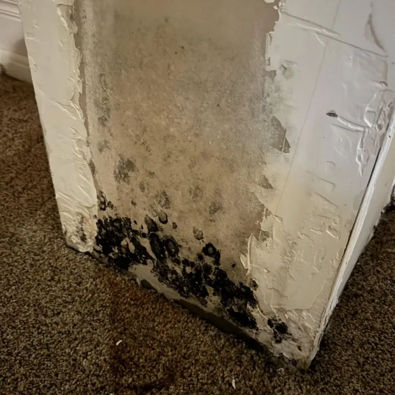 Professional Mold Removal in Roscoe, TX